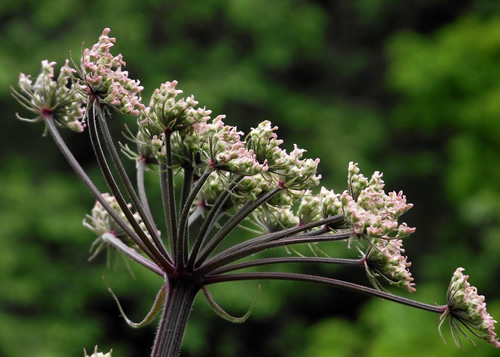 Carrot: APIACEAE. Sea Holly, Cow Parsley, Alexanders, Hemlock Water-dropwort, Fennel, Hemlock, Garden Angelica, Wild Parsnip, Hogweed.