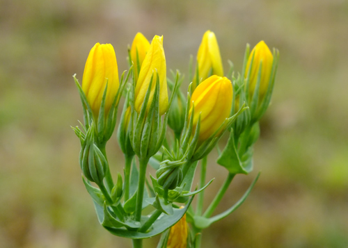 Gentian: GENTIANACEAE. Common Centaury, Yellow-wort.