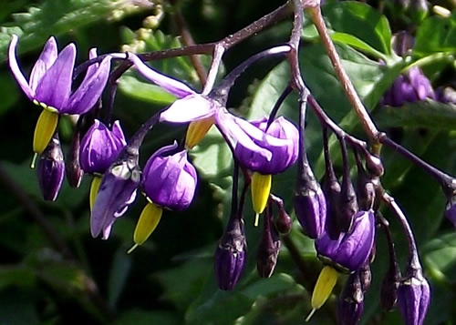 Potato: SOLANACEAE. Black Nightshade, Bittersweet.