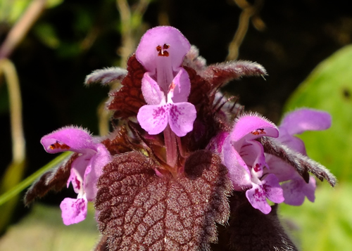 Mint: LAMIACEAE. Woundworts, Dead-nettles, Thyme, Mint