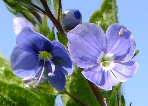 Bellflower: CAMPANULACEAE. Mulleins, Figwort, Monkeyflower, Toadflaxes, Speedwells, Yellow Rattle.