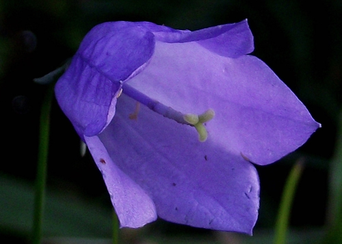 Bellflower: CAMPANULACEAE. Giant, Harebell, Sheep's-bit.