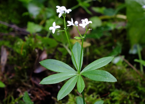 Bedstraws: RUBIACEAE. Woodruff, Lady's Bedstraw, Heath Bedstraw, Cleavers, Crosswort.