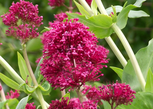 Valerians: VALERIANACEAE. Common Cornsalad, Red.