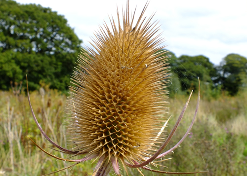 Teasels: DIPSACACEAE. Wild, Field Scabious, Devil's-bit.