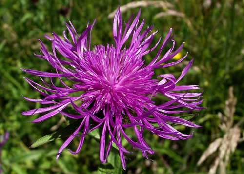 Daisies: ASTERACEAE. Burdocks, Thistles, Knapweeds, Sow-thistles, Hawkweeds, Cudweeds, Diasies, Mugworts, Chamomiles, & Mayweeds.