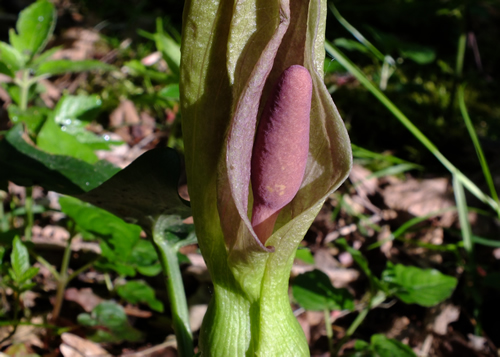 Arums: ARACEAE. Lord-and-Ladies.