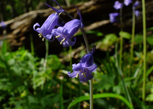 Lilies: LILIACEAE. Lilies, Grape-hyacinths, Onions, Daffodils.