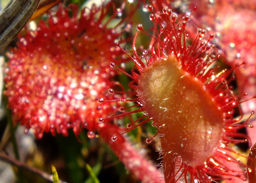 Sundew: DROSERACEAE. Round-leaved.