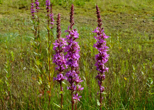 Loosestrife: LYTHRACEAE. Purple.