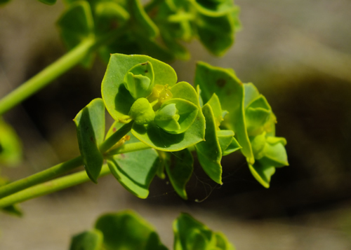 Spurge: EUPHORBIACEAE. Dog's-mercury, Portland.