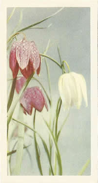 Fritillary: Fritillaria meleagris. Tea card. Brooke Bond, 'Wild Flowers' 1955.
