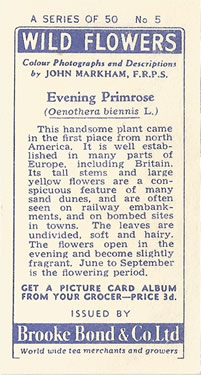 Common Evening-primrose: Oenothera biennis. Yellow wild flower. Tea card. Brooke Bond, 1955.