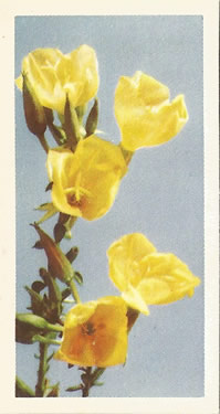 Common Evening-primrose: Oenothera biennis. Yellow wild flower. Tea card. Brooke Bond, 1955.