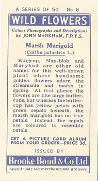 Marsh Marigold: Caltha palustris. Yellow wild flower. Tea card. Brooke Bond, 1955.