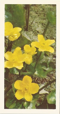 Marsh Marigold: Caltha palustris. Yellow wild flower. Tea card. Brooke Bond, 1955.