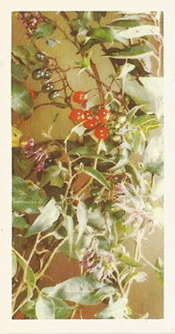 Bittersweet: Solanum dulcamara. Purple/yellow wild flower. Tea card. Brooke Bond, 1955.