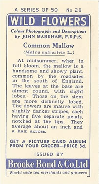 Common Mallow: Malva sylvestris. Pink wild flower. Tea card. Brooke Bond, 1955.