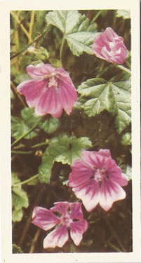 Common Mallow: Malva sylvestris. Pink wild flower. Tea card. Brooke Bond, 1955.