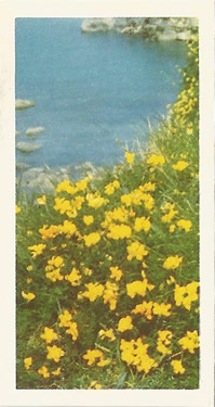Common Bird's-foot-trefoil: Lotus corniculatus. Yellow wild flower. Tea card. Brooke Bond, 1955.