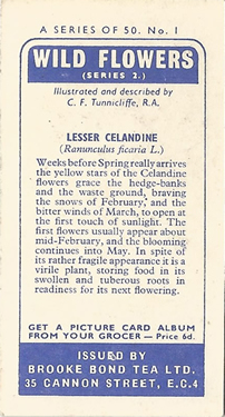 Lesser Celandine: Ranunculus ficarias. Yellow wild flower. Tea card. Brooke Bond, 1959.