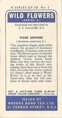 Wood Anemone: Anemone nemorosa. White wild flower. Tea card. Brooke Bond, 1959.