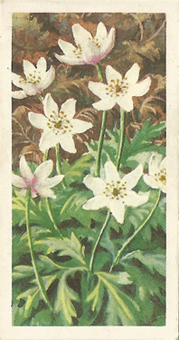 Wood Anemone: Anemone nemorosa. White wild flower. Tea card. Brooke Bond, 1959.