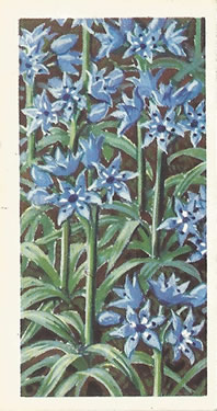 Vernal Squill: Scilla verna. Purple wild flower. Tea card. Brooke Bond, 1959.