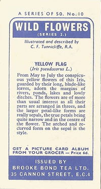 Yellow Flag: Iris pseudacorus. Yellow wild flower. Tea card. Brooke Bond, 1959.