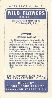 Cowslip: Primula veris. Yellow wild flower. Tea card. Brooke Bond, 1959.