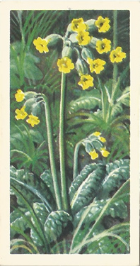 Cowslip: Primula veris. Yellow wild flower. Tea card. Brooke Bond, 1959.