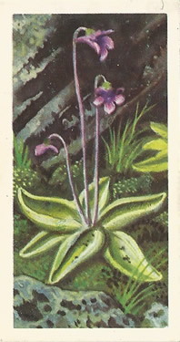 Common Butterwort: Pinguicula vulgaris. Purple wild flower. Tea card. Brooke Bond, 1959.