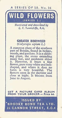 Hedge Bindweed: Calystegia sepium. White wild flower. Tea card. Brooke Bond, 1959.
