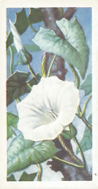 Hedge Bindweed: Calystegia sepium. White wild flower. Tea card. Brooke Bond, 1959.