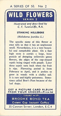 Stinking Hellebore: Helleborus foetidus. Tea card. Brooke Bond, Series 3, 1964.