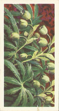 Stinking Hellebore: Helleborus foetidus. Tea card. Brooke Bond, Series 3, 1964.