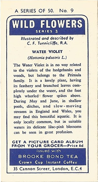 Water Violet: Hottonia palustris. White wild flower. Tea card. Brooke Bond, 1964.