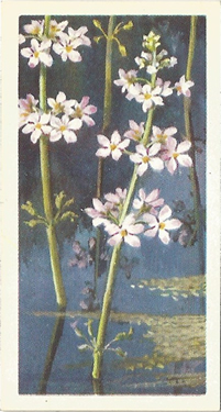 Water Violet: Hottonia palustris. White wild flower. Tea card. Brooke Bond, 1954.
