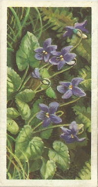 Common Dog-violet: Viola riviniana. Purple wild flower. Tea card. Brooke Bond, 1964.