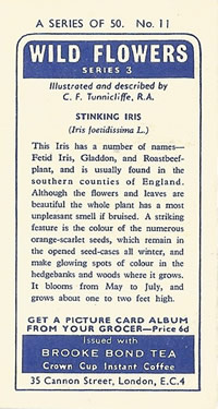 Stinking Iris: Iris foetidissima. Purple wild flower. Tea card. Brooke Bond, 1964.