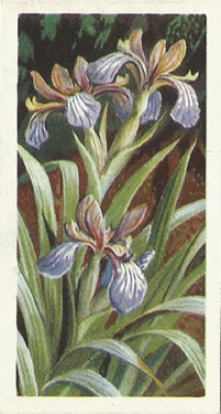 Stinking Iris: Iris foetidissima. Purple wild flower. Tea card. Brooke Bond, 1964.