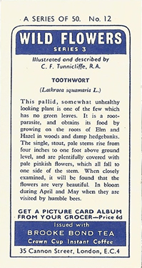 Toothwort: Lathraea squamaria. White wild flower. Tea card. Brooke Bond, 1964.