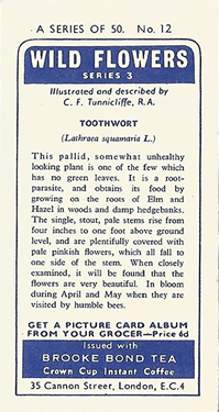 Toothwort: Lathraea squamaria. White wild flower. Tea card. Brooke Bond, 1964.