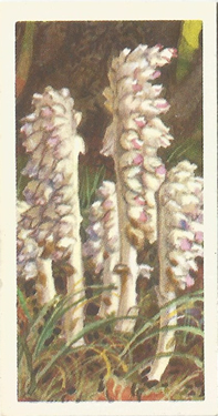 Toothwort: Lathraea squamaria. White wild flower. Tea card. Brooke Bond, 1964.