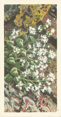 Common Scurvygrass: Cochlearia officinalis. White wild flower. Tea card. Brooke Bond, 1964.