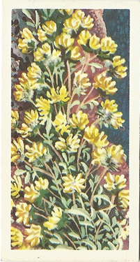 Kidney Vetch: Anthyllis vulneraria. Yellow wild flower. Tea card. Brooke Bond, 1964.