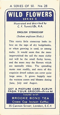 English Stonecrop: Sedum anglicum. White wild flower. Tea card. Brooke Bond, 1964.