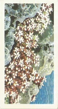 English Stonecrop: Sedum anglicum. White wild flower. Tea card. Brooke Bond, 1964.