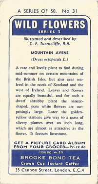 Mountain Avens: Dryas octopetala. White wild flower. Tea card. Brooke Bond, 1959.
