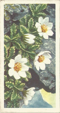 Mountain Avens: Dryas octopetala. White wild flower. Tea card. Brooke Bond, 1964.